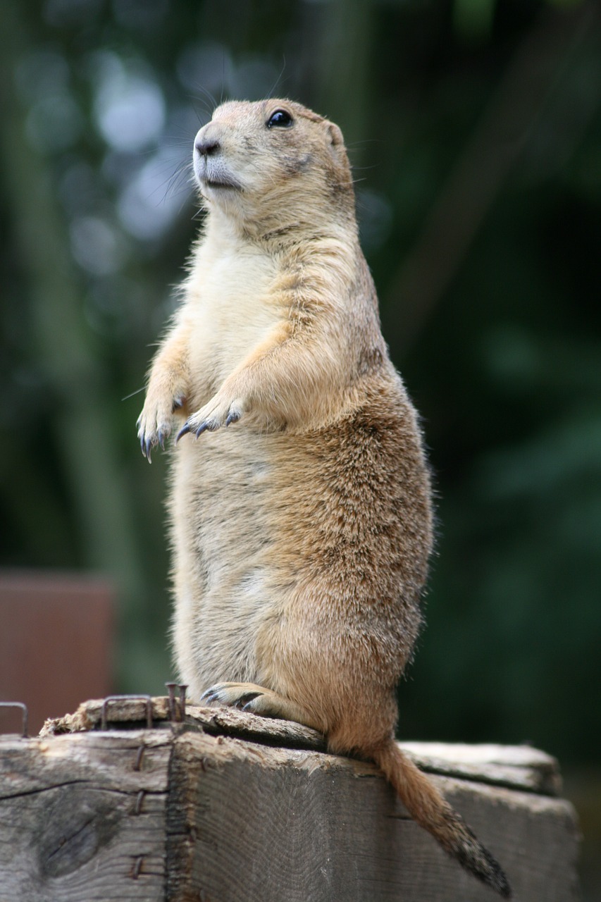 Image - prairie dog zoo animal nature