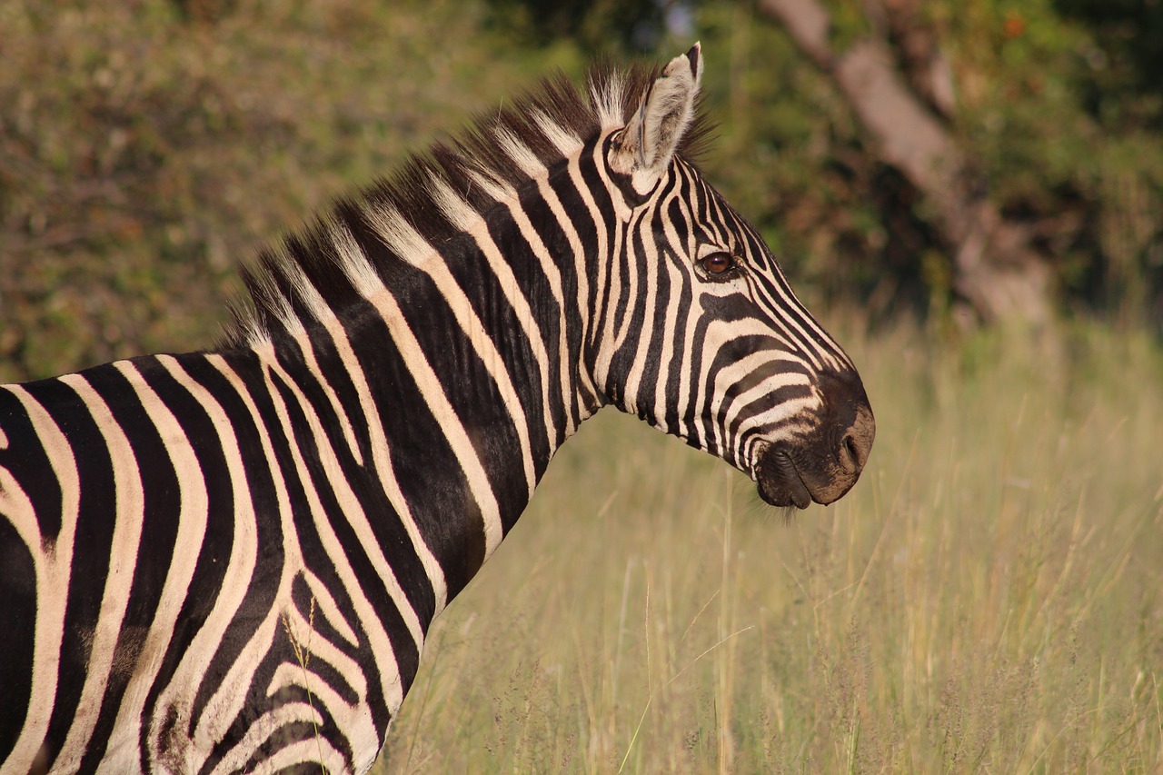 Image - zebra nature animal wildlife wild