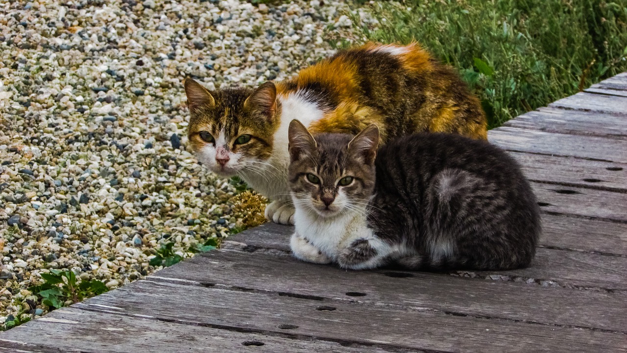 Image - cats stray outdoors cute animal