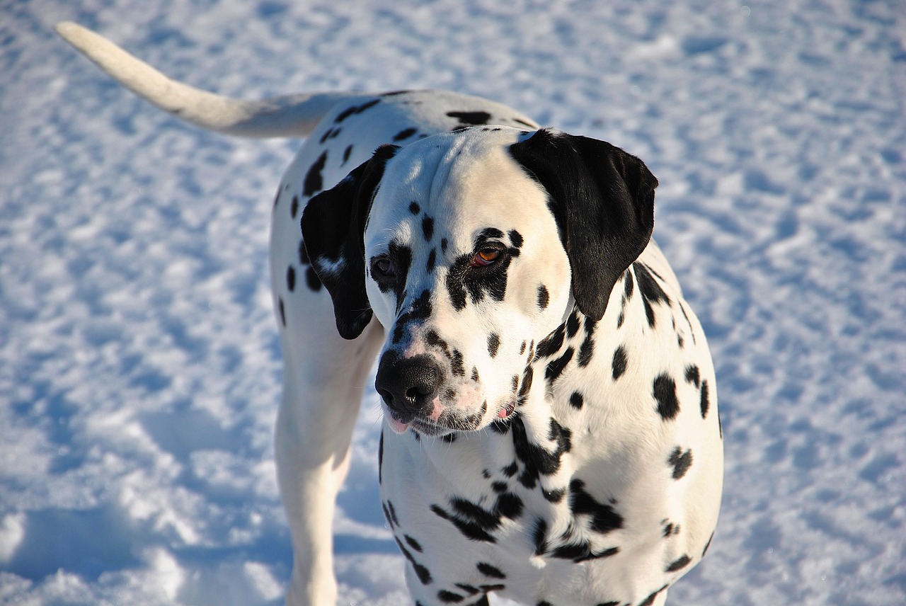 Image - pet dog dalmatian animal canine