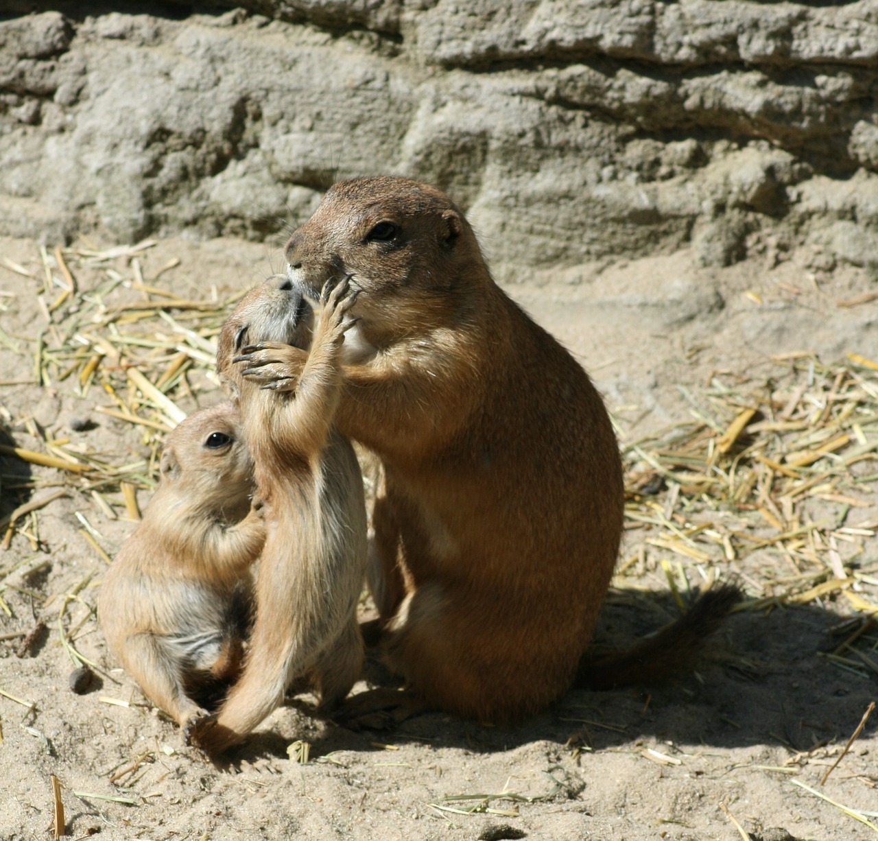 Image - prairie dog zoo small animals