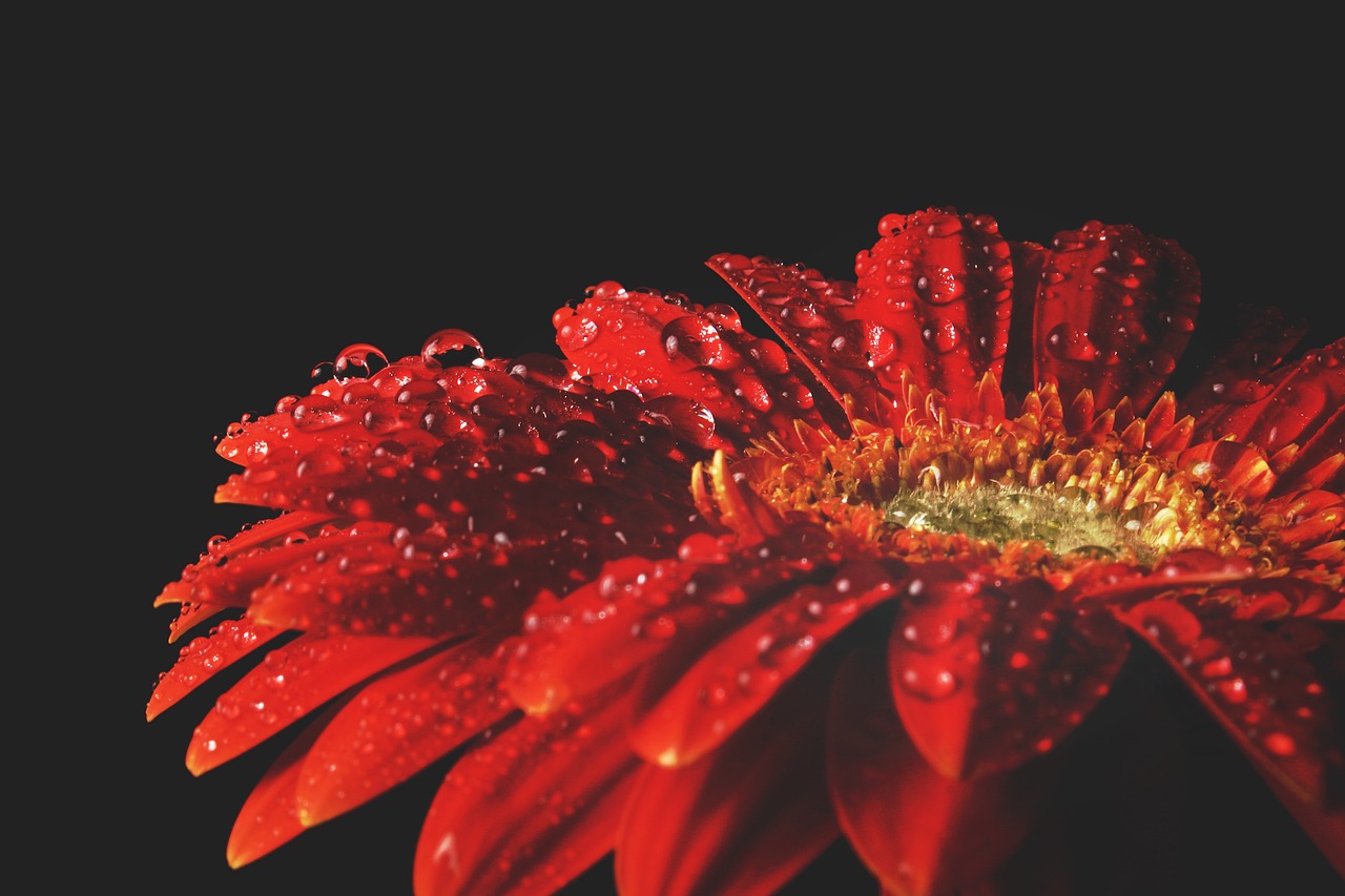 Image - red gerbera gerbera red flower