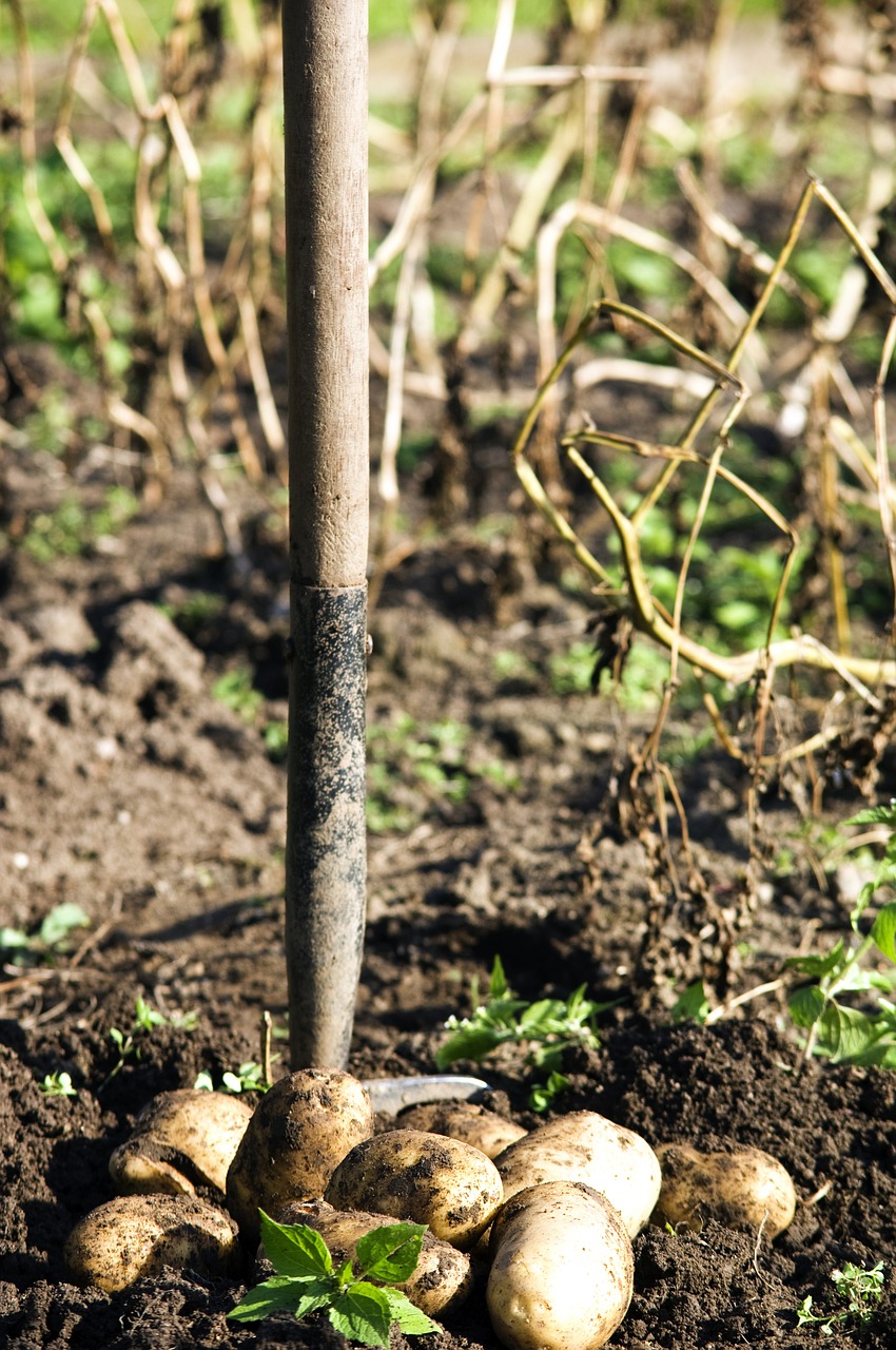 Image - potato harvest earth nutrition