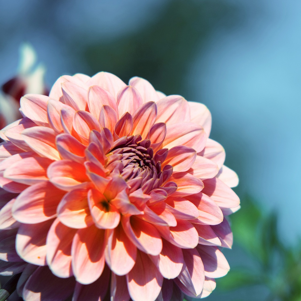 Image - raghavendra purple purple flower