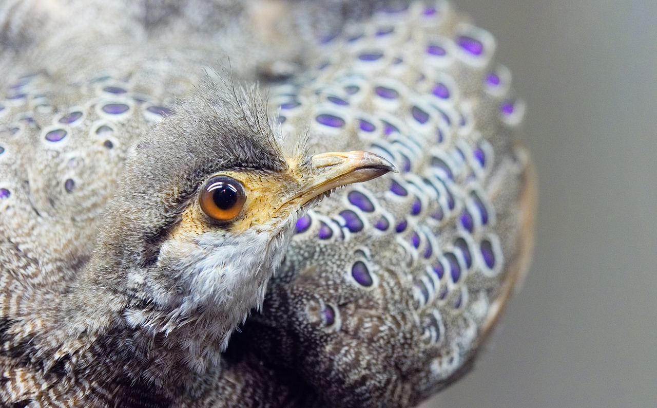 Image - peacock pheasant grey bird black