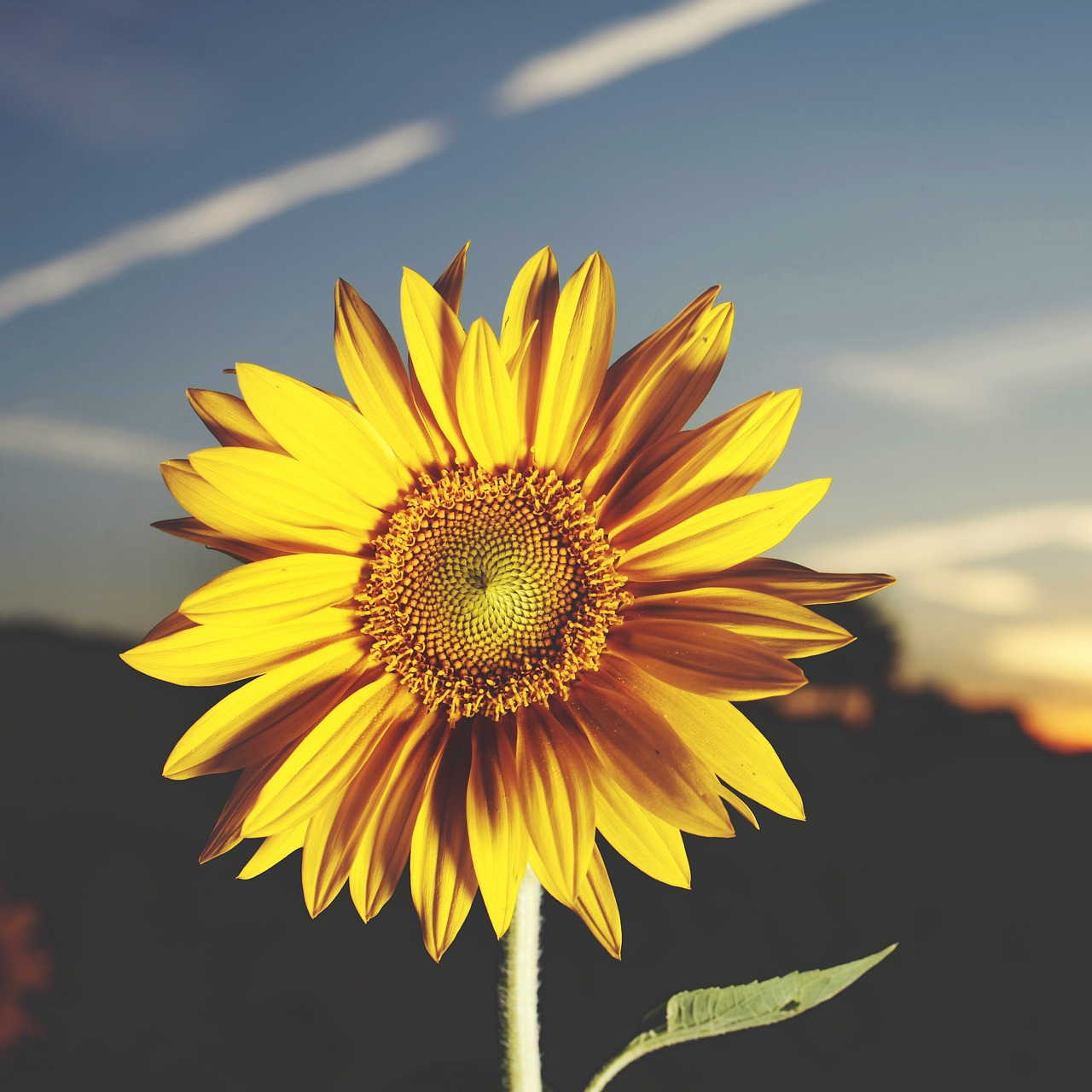 Image - sun flower evening summer yellow