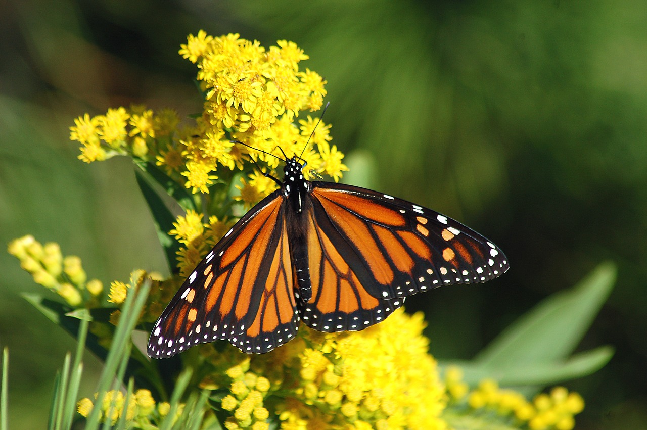 Image - monarch butterfly migration