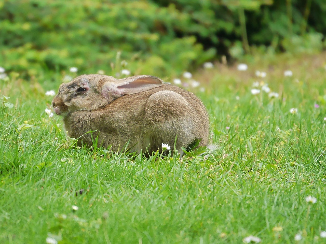 Image - rabbit animals nature grass eat