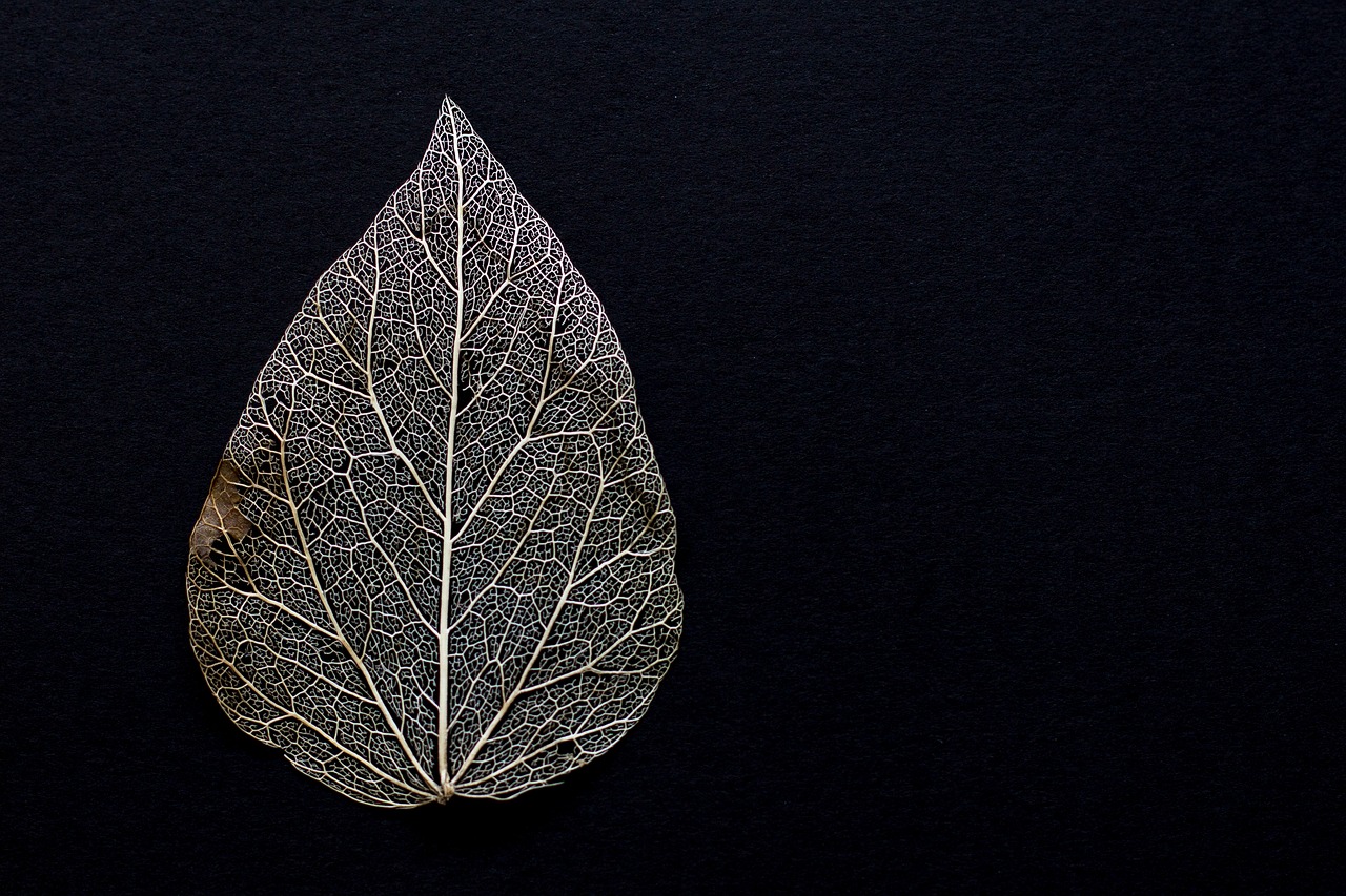 Image - leaf withered dry foliage leaf