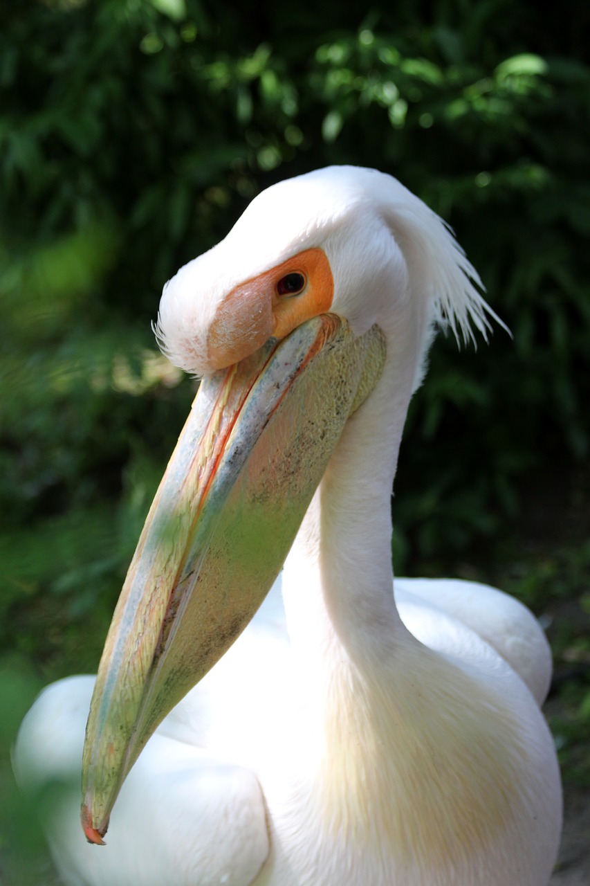 Image - white pelican bird pelican