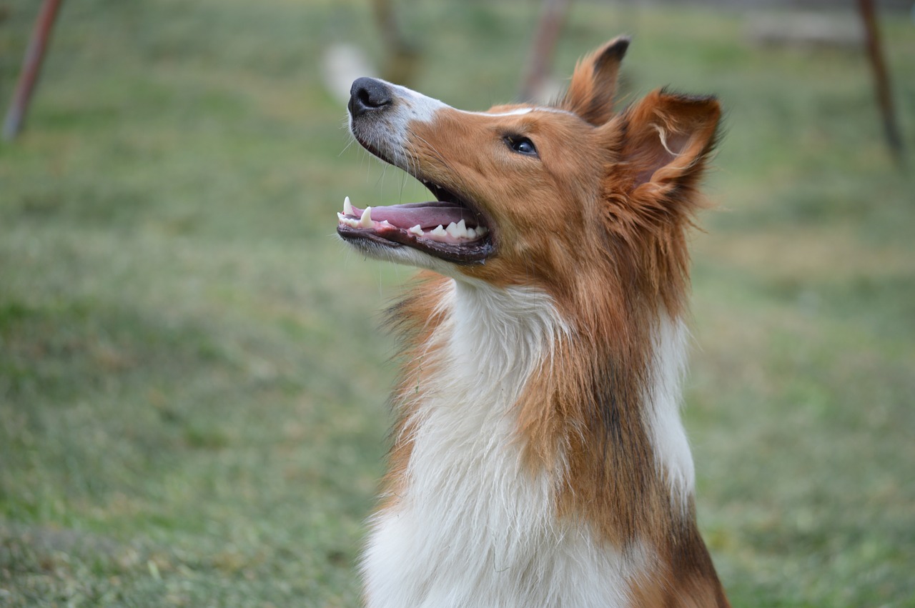 Image - collie puppy pet dog pastor