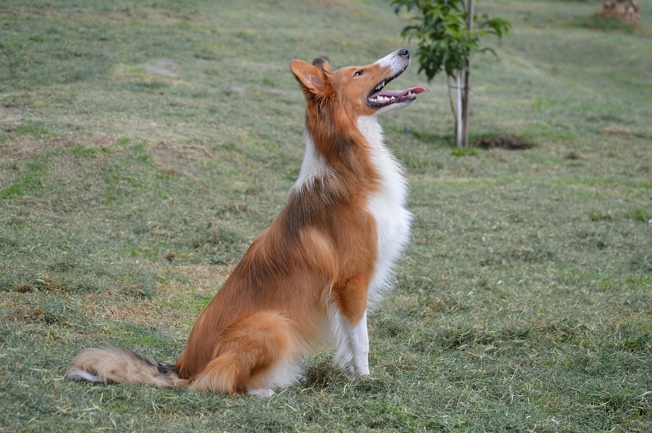 Image - collie puppy pet dog pastor