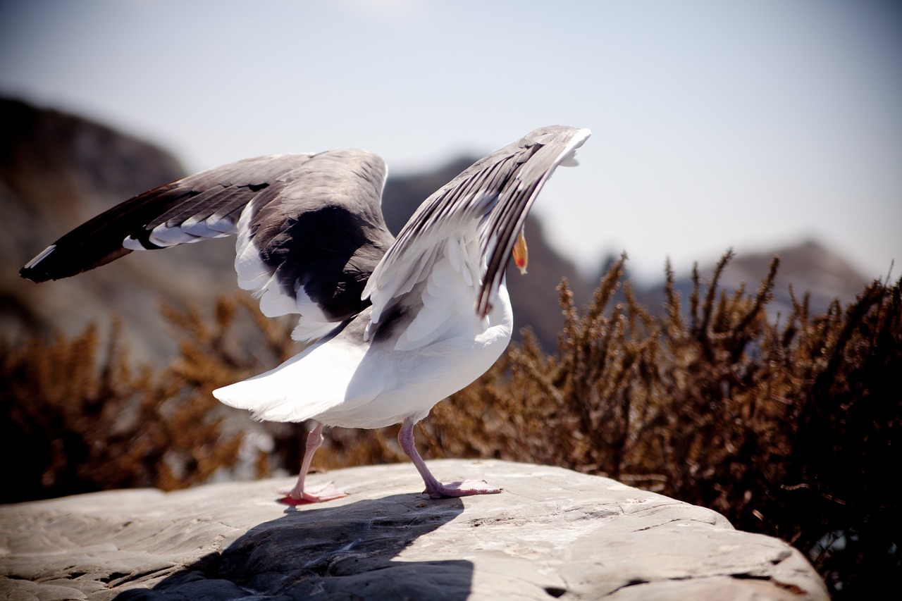 Image - seagull flying nature wildlife