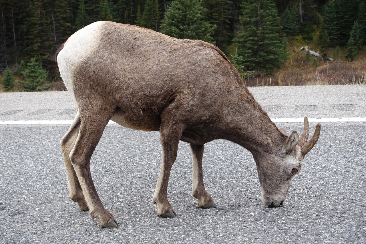 Image - sheep canadian rockies wildlife