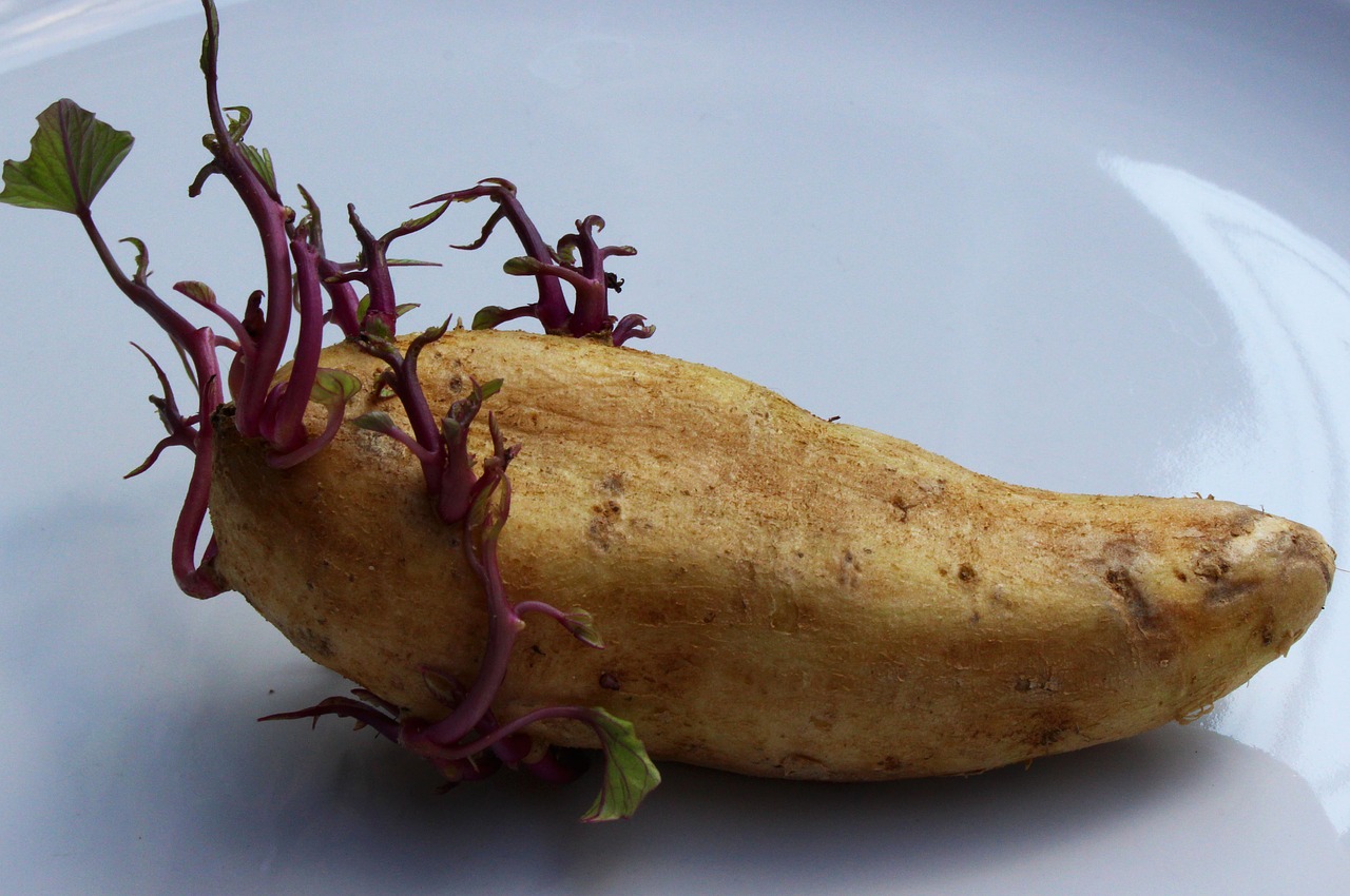 Image - potato seed potato vegetable food