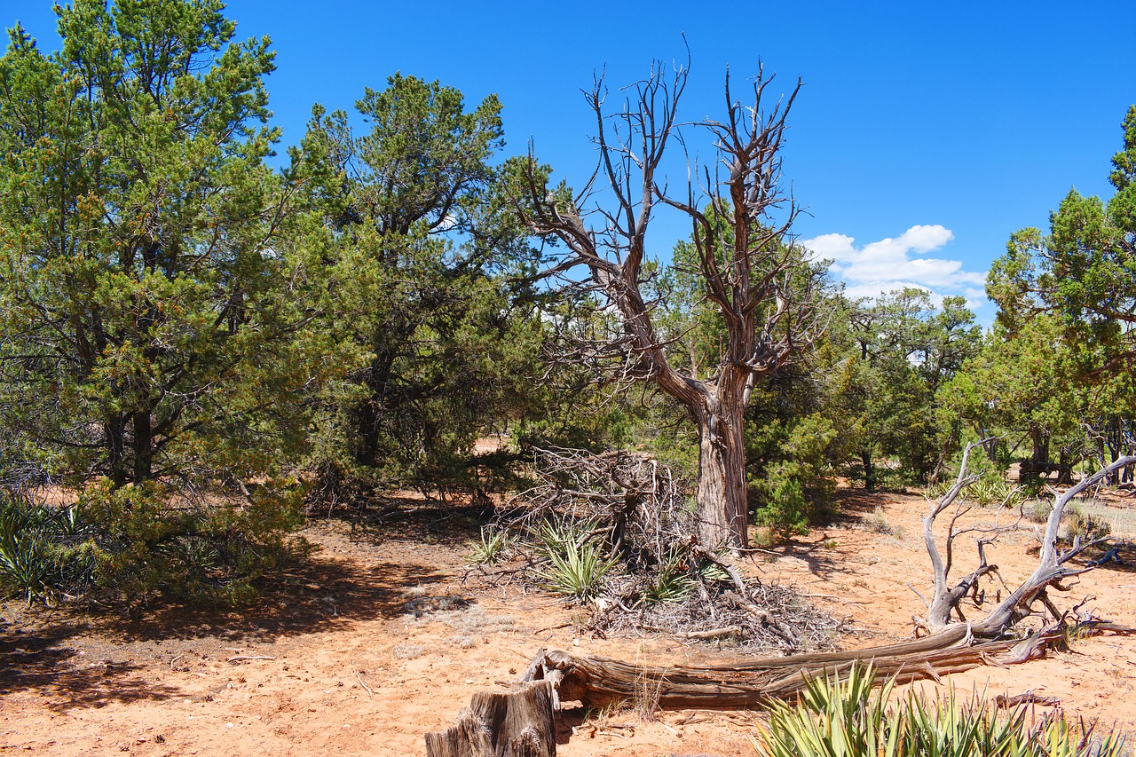 Image - grand canyon landscape trees