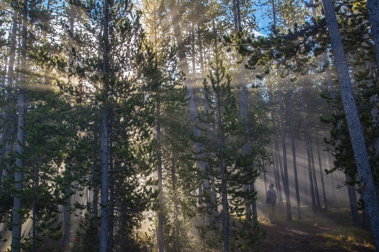 Image - forest sunlight streaming landscape