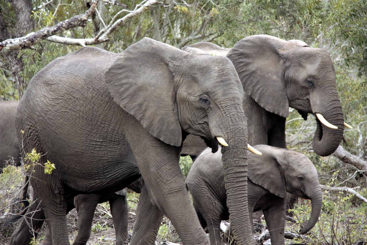 Image - herd of elephants elephant africa