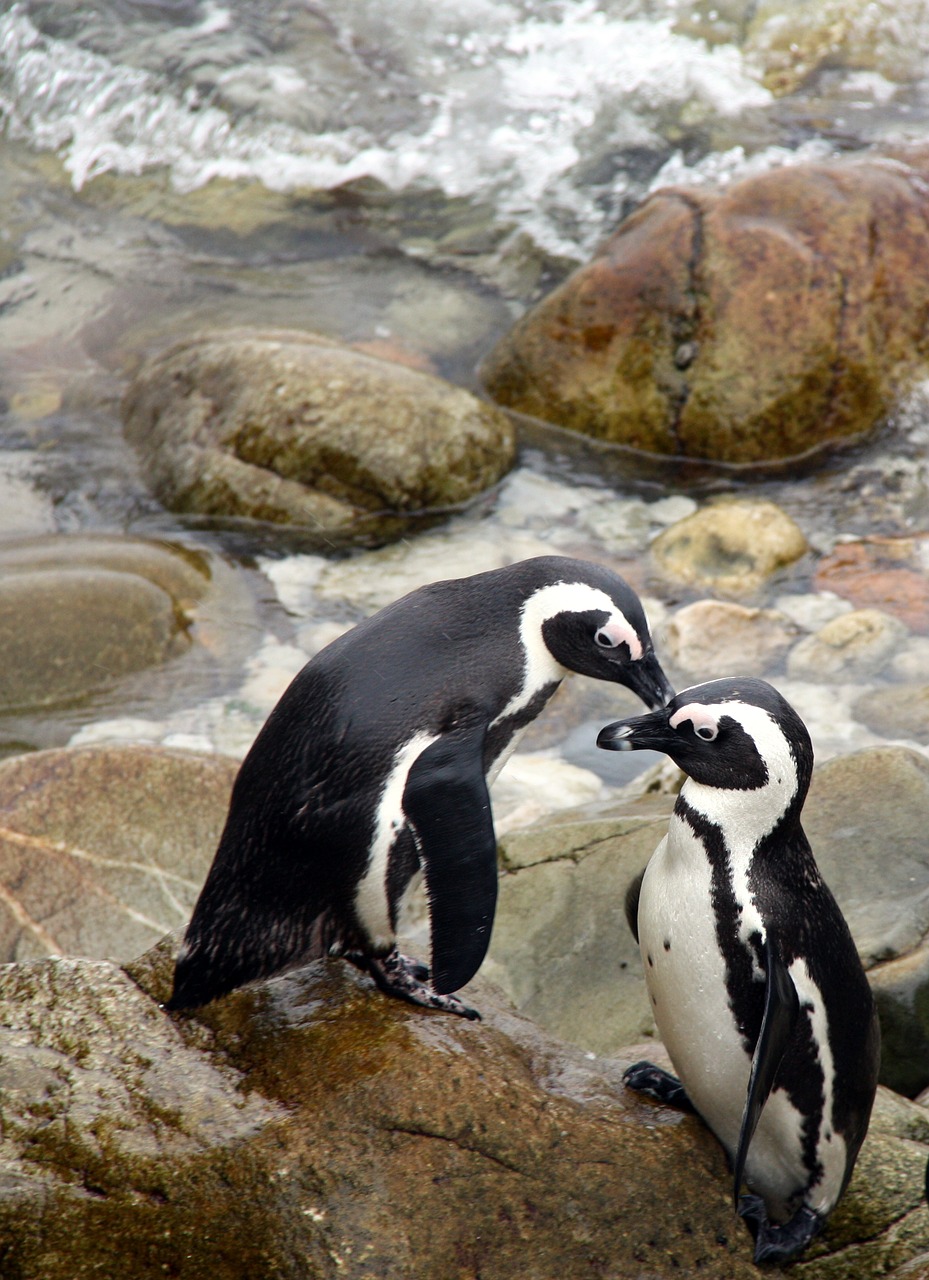 Image - penguin africa south africa