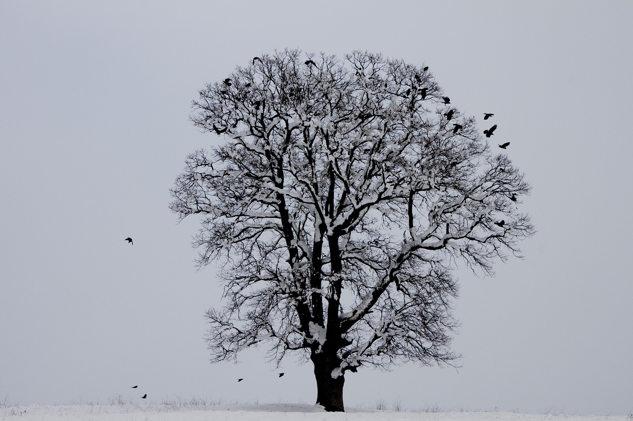 Image - winter bird tree snow nature