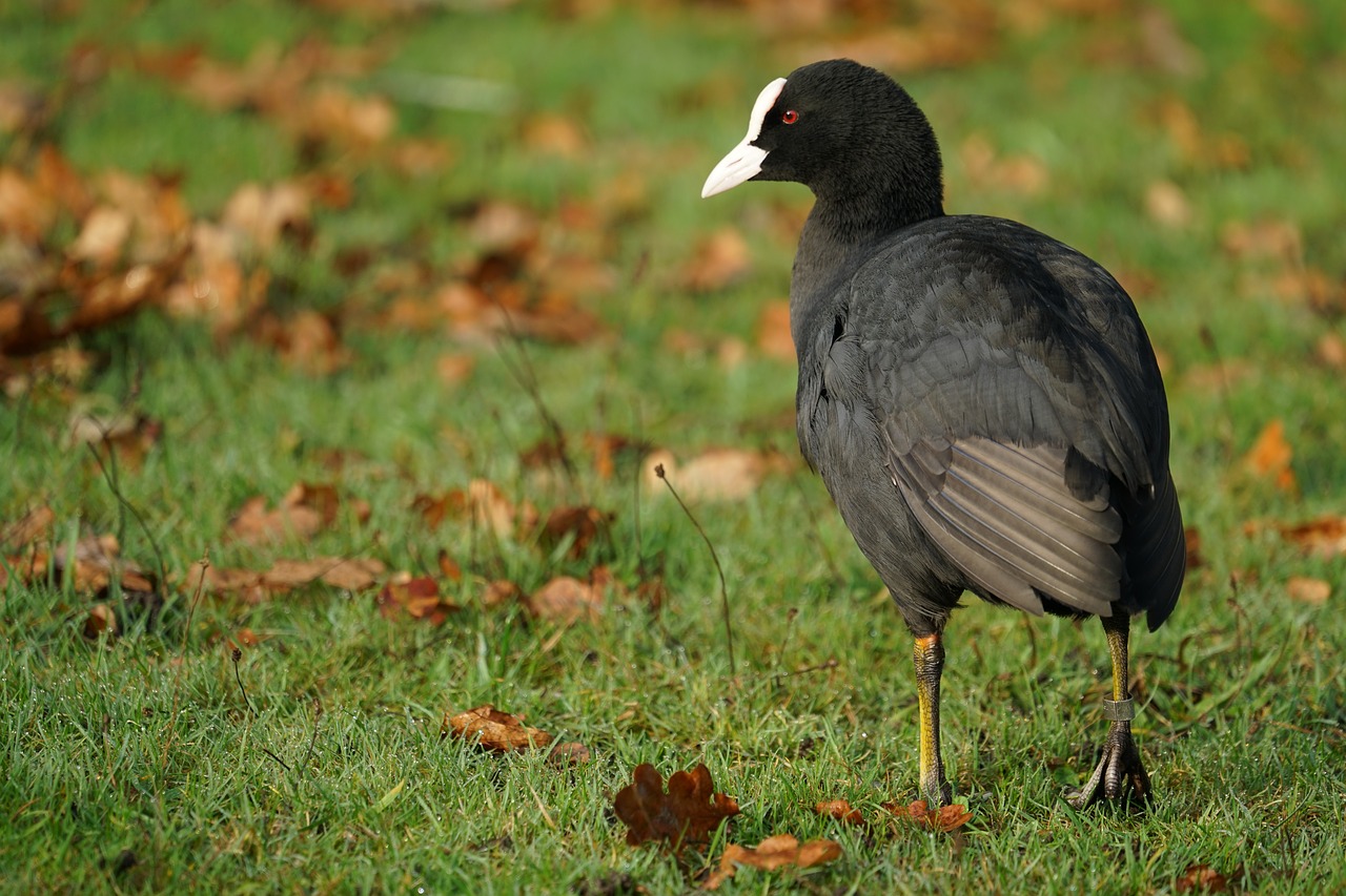 Image - moorhen bird wildlife park animal