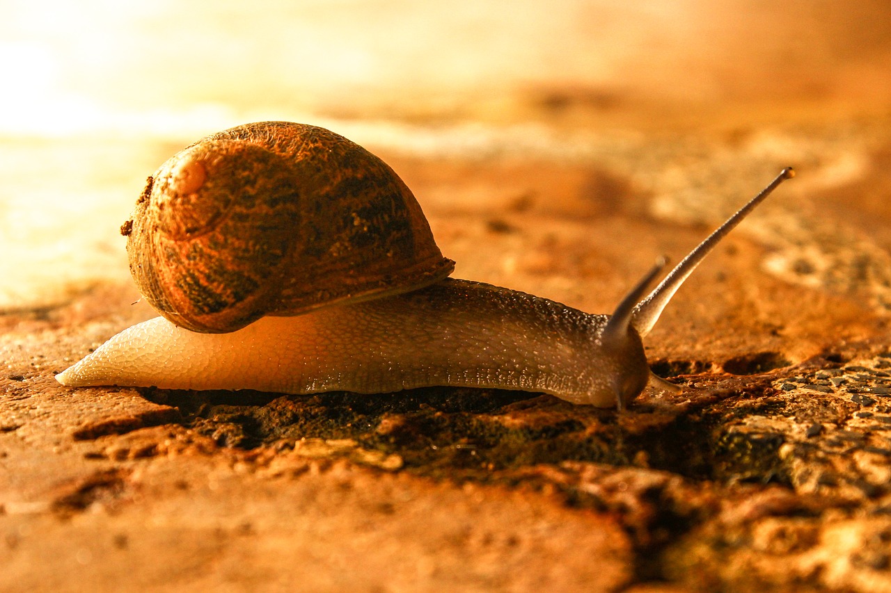 Image - snail animal nature animals shell