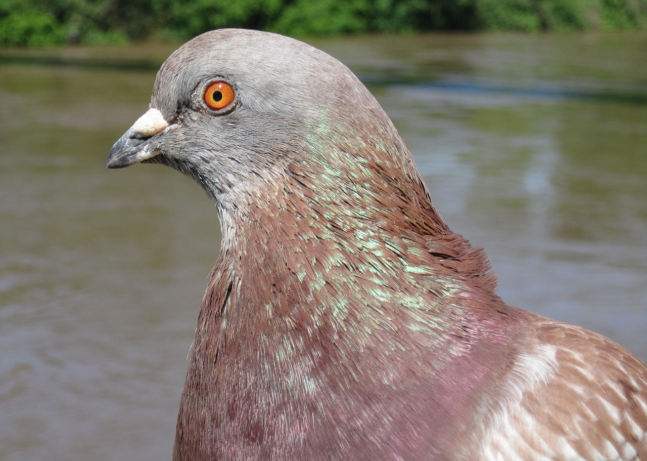 Image - dove animal nature feather bird