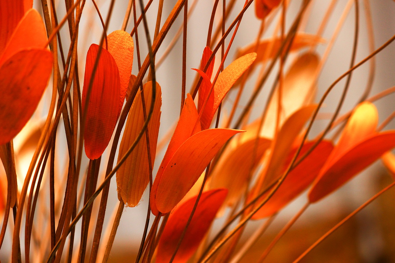 Image - leaf orange leaves cuttlefish leaves