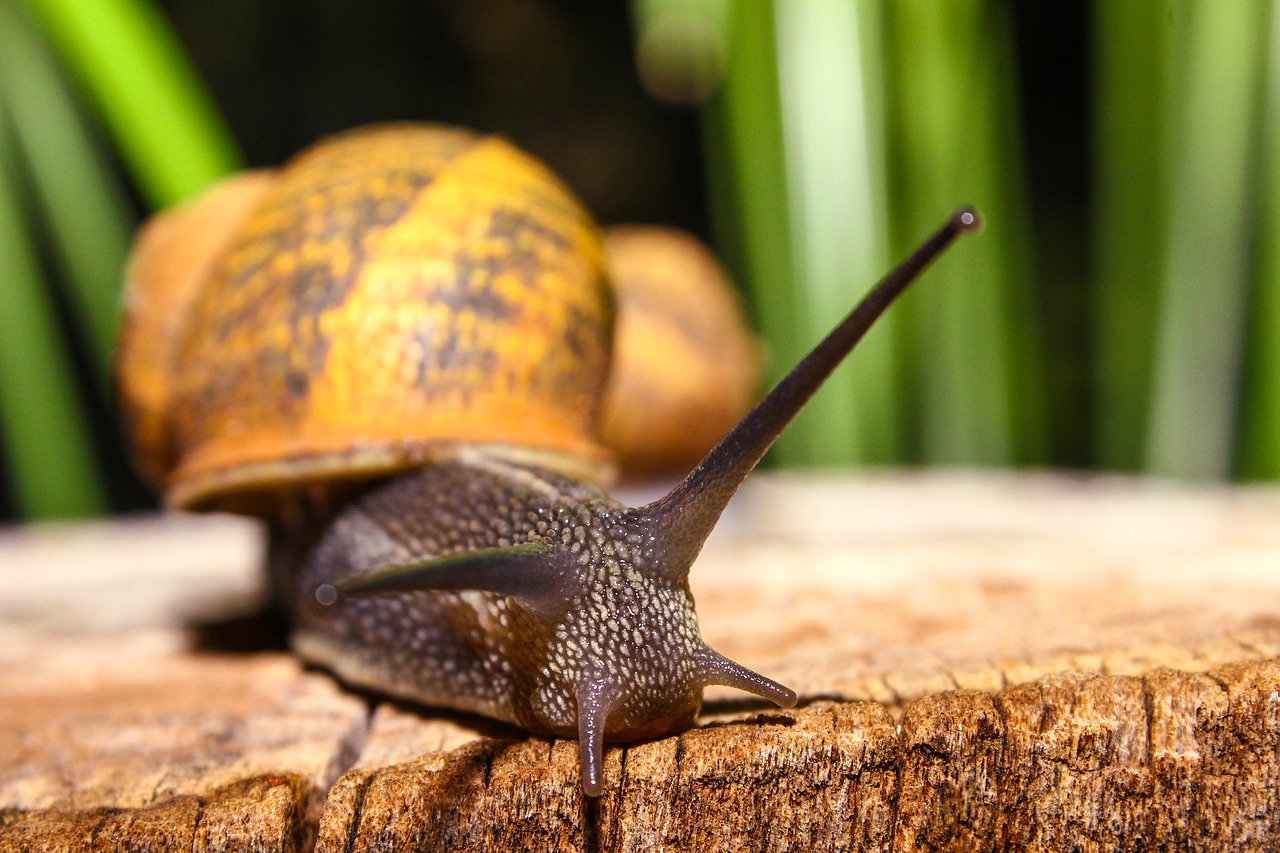 Image - snail animal nature animals shell