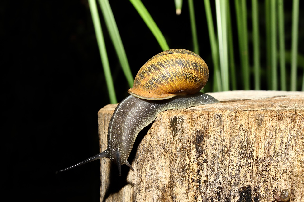 Image - snail animal nature animals shell
