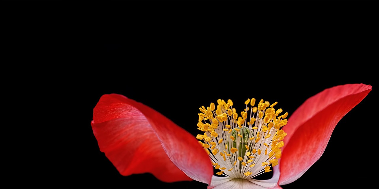 Image - poppy plant nature macro close