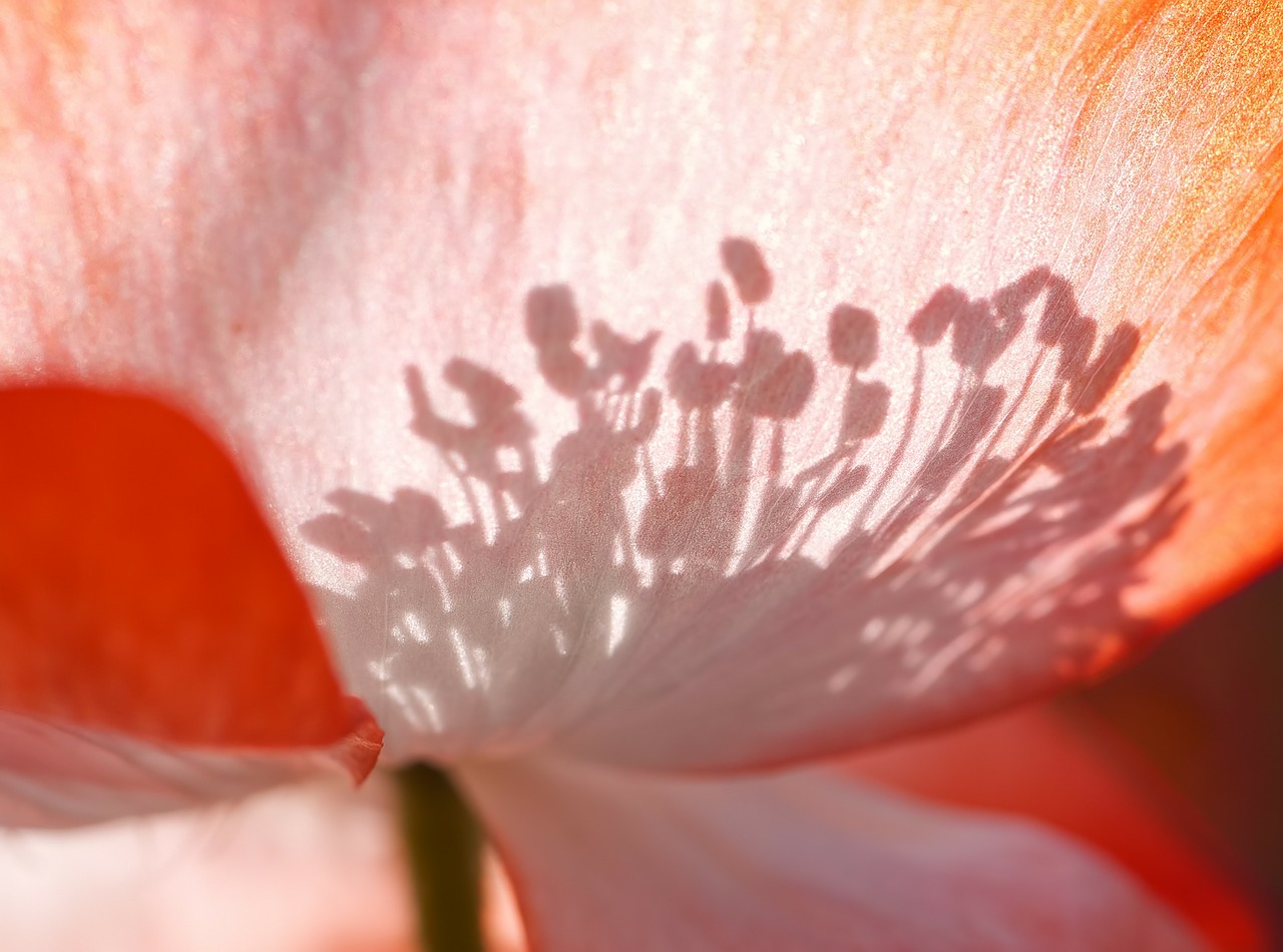 Image - poppy shadow play shadow back light