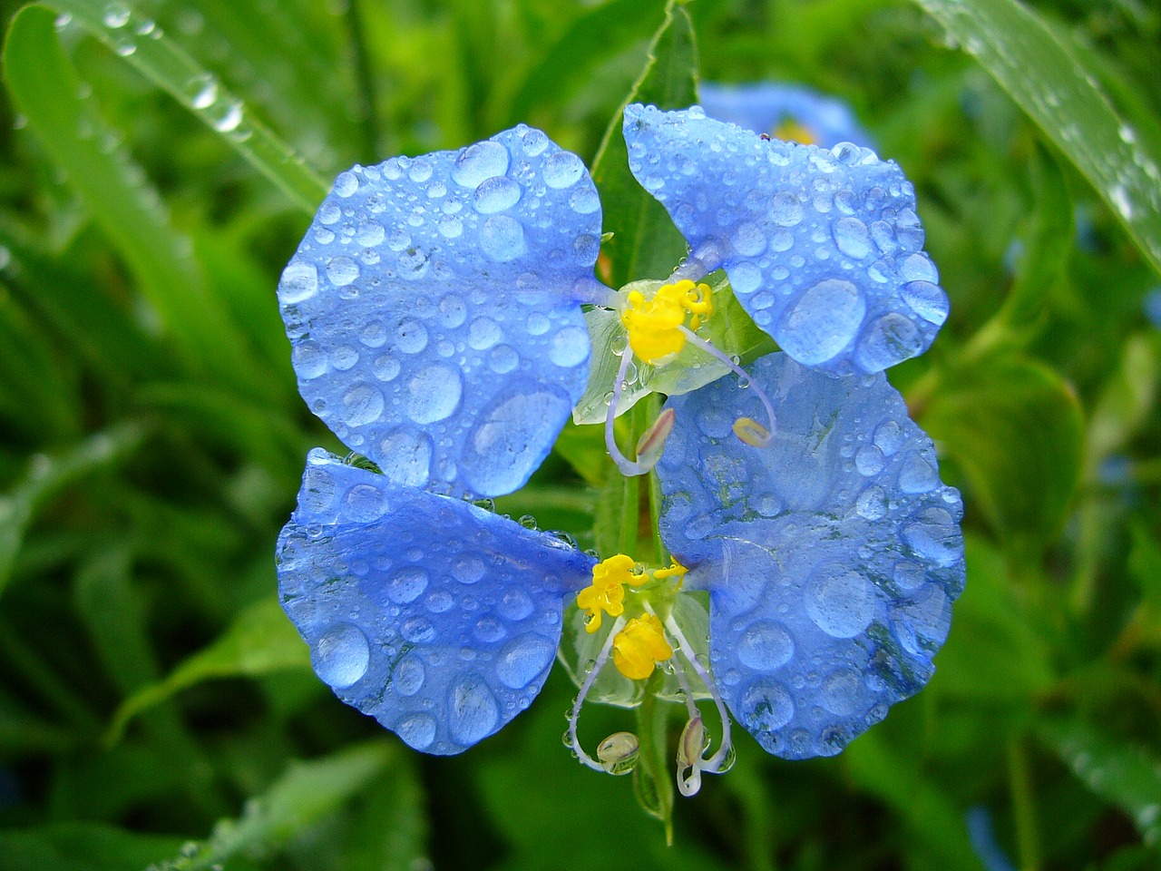 Image - drops blue beauty nature wild