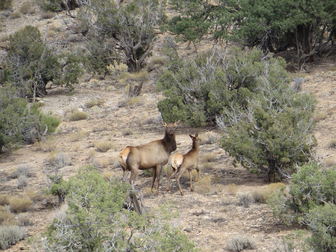 Image - colorado cow elk calf cedars