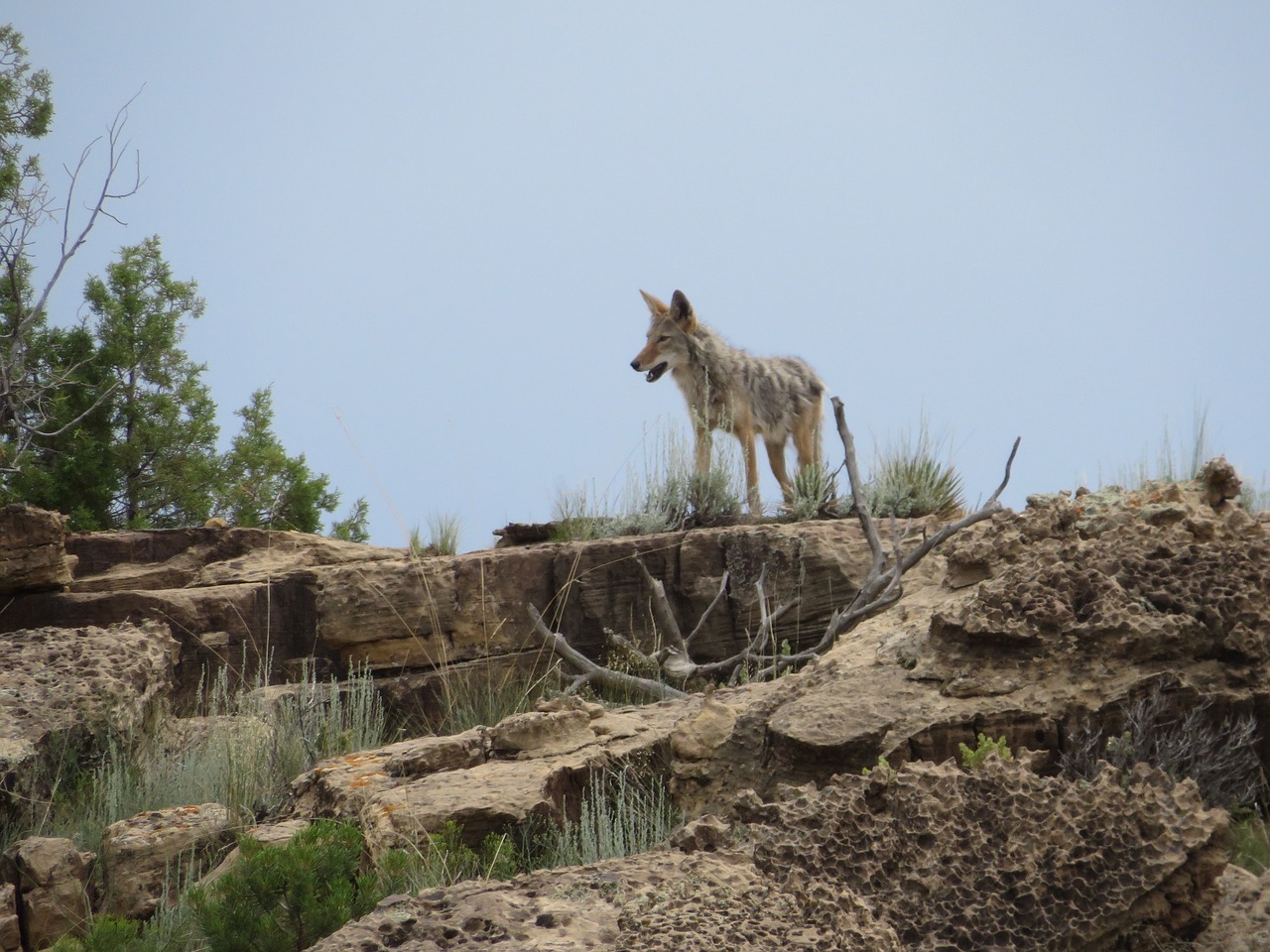 Image - colorado coyote desert wildlife