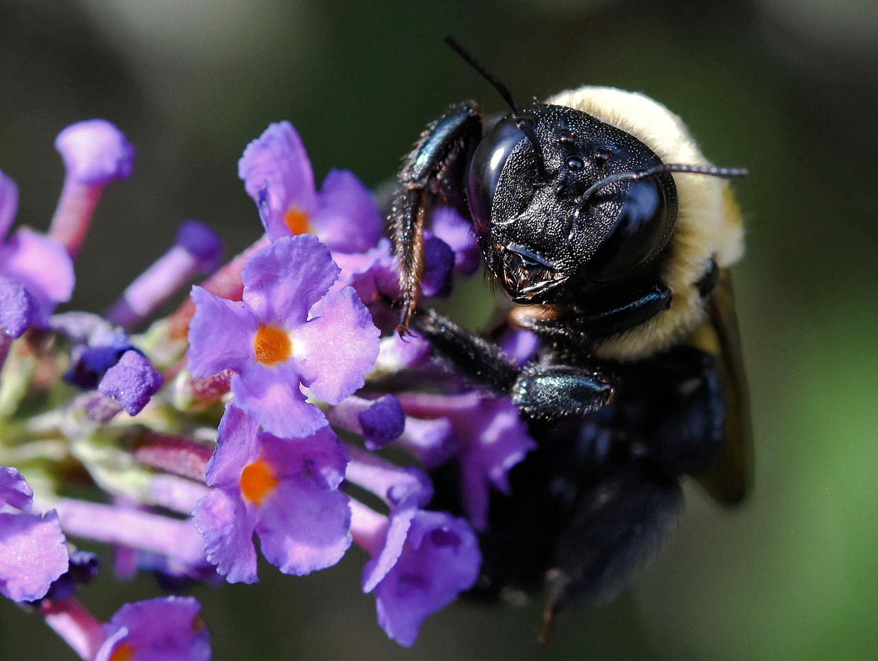 Image - bumblebee bee insect honeybee bug