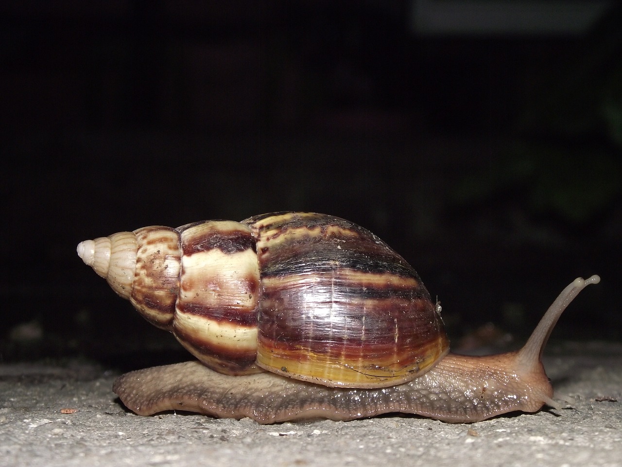 Image - snail hoi thailand hoiklang night