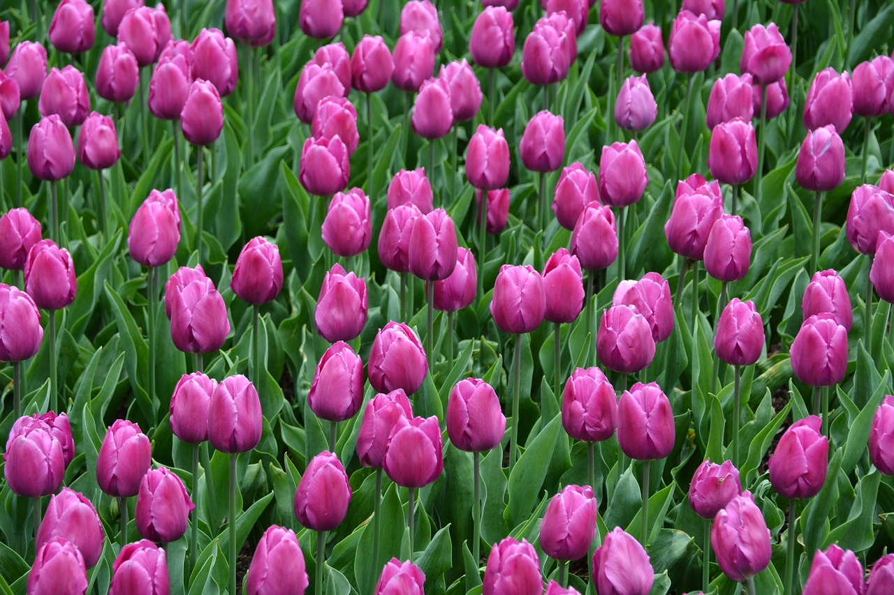 Image - tulips magenta spring may blossoms