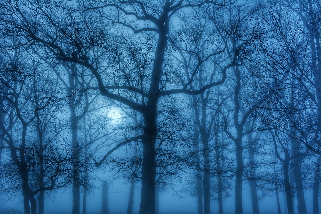 Image - fog trees march blue haze moody