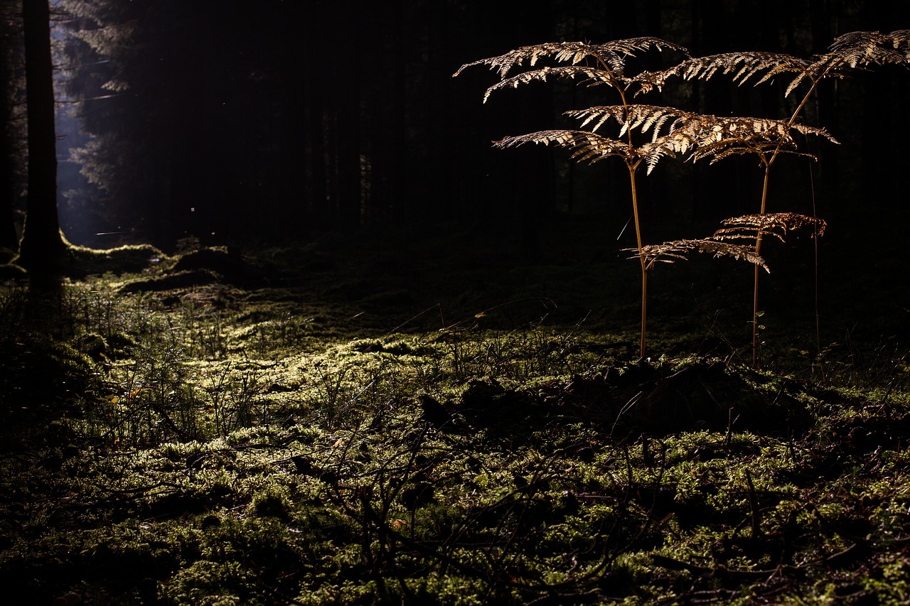 Image - glade forest sun exposure fern