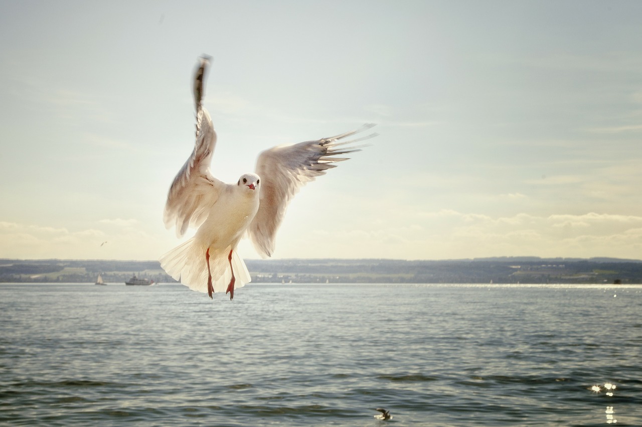 Image - gull flight flying lake