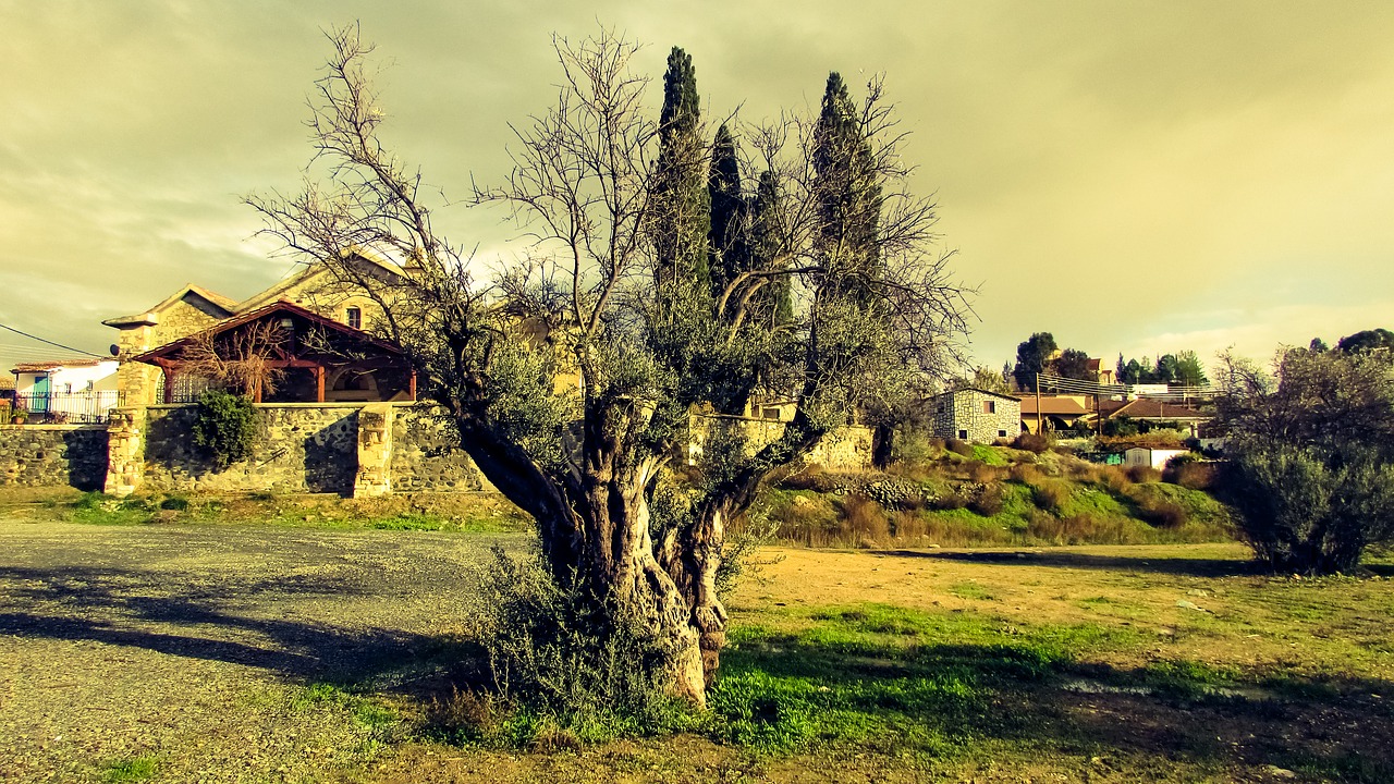 Image - olive tree nature countryside