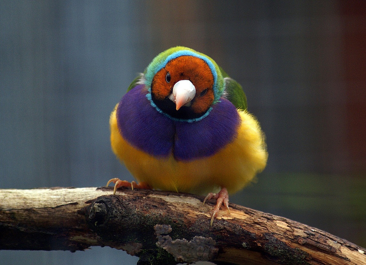 Image - gouldian finch bird wildlife nature