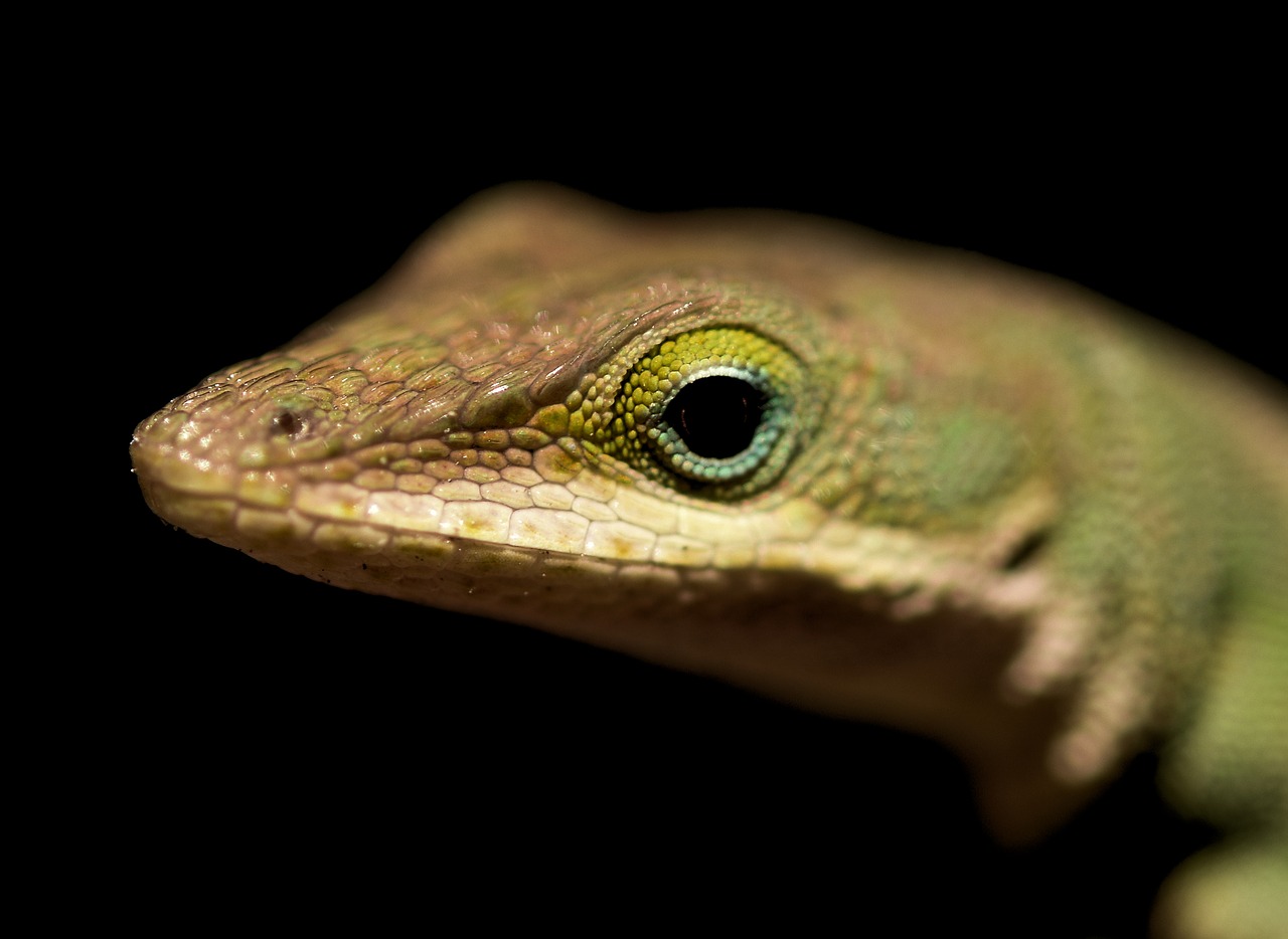 Image - lizard reptiles amphibian reptilian