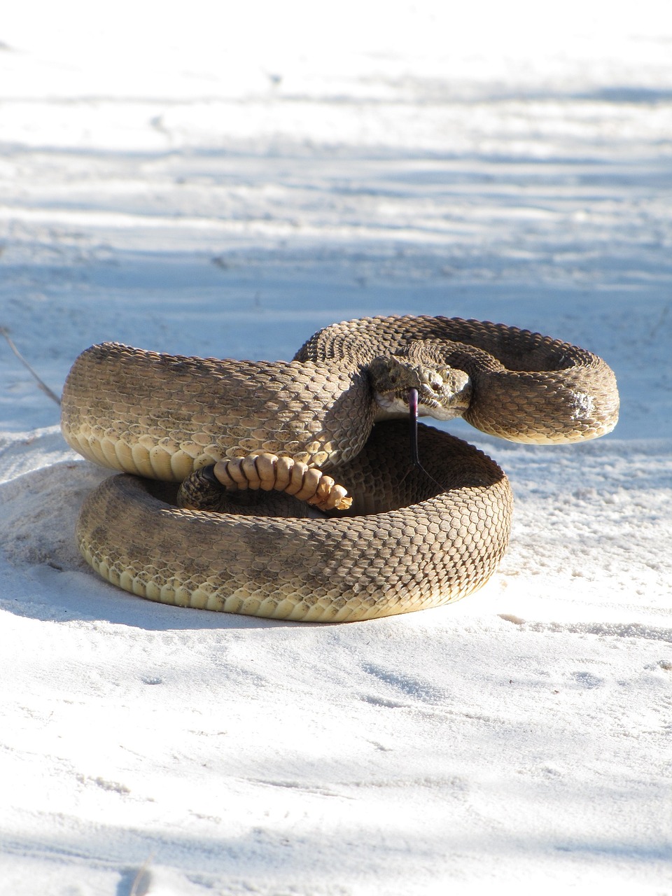 Image - prairie rattlesnake viper poisonous