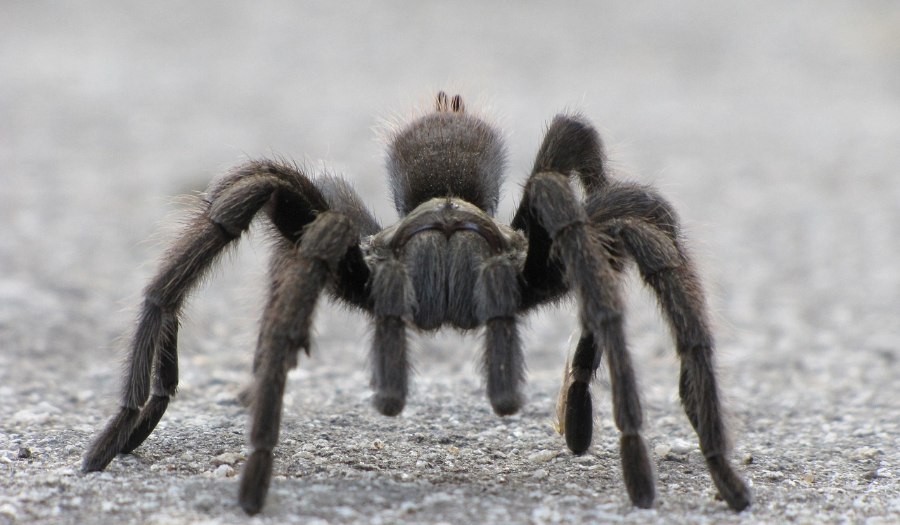 Image - tarantula spider arachnid hairy