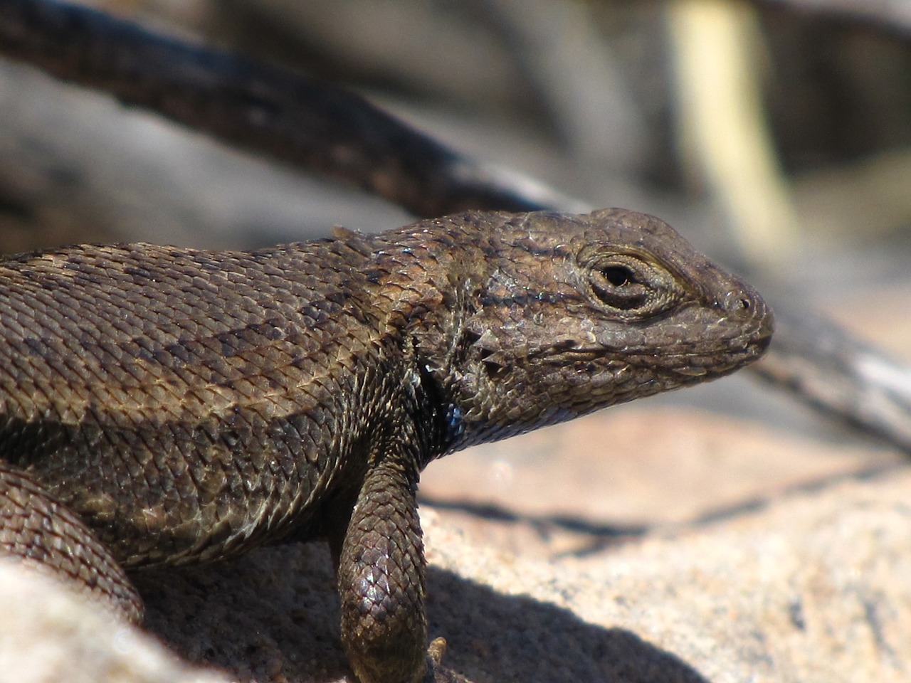 Image - earless lizard reptile portrait