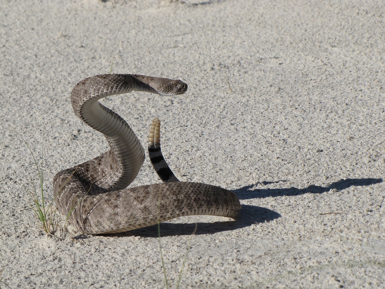 Image - western diamondback rattlesnake viper