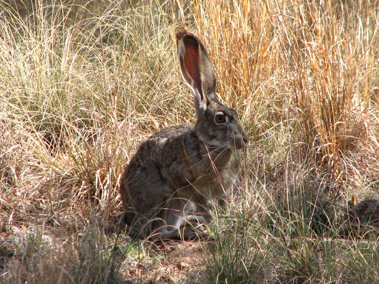 Image - black tailed jackrabbit rabbit bunny