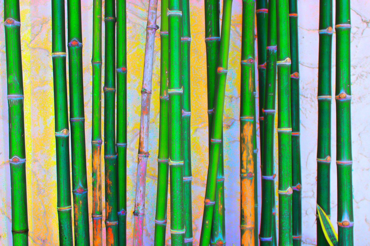 Image - bamboo green nature plant garden